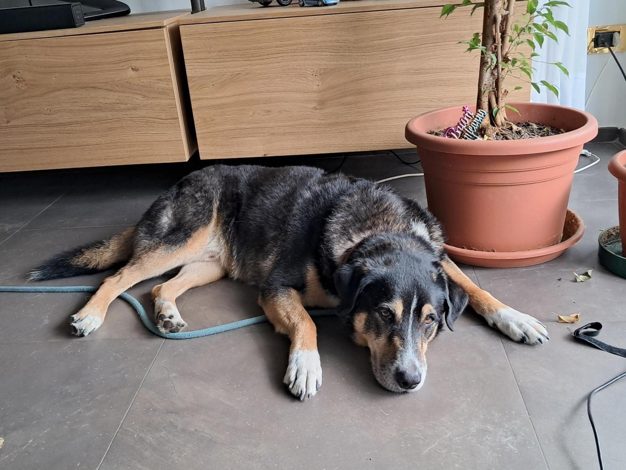Franky Home — Foto’s 1
